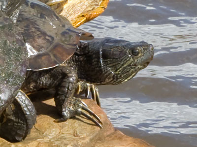 At this point, the wind nearly blew me into the pond.