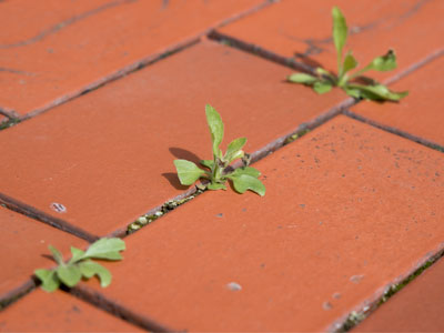 Springtime in the city.