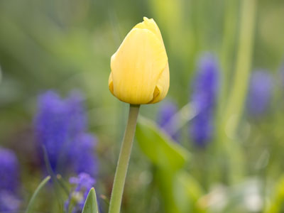 I`ve been busy lately and tulips caught me by surprise.