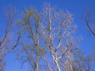 There was a lot of bird chatter up there.