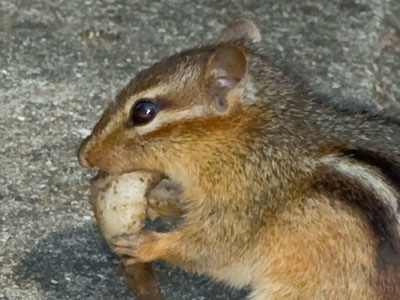 Squirrels and chipmunks both feast on the same thing.