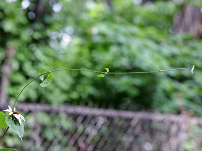 Some plants grow sideways (see July 2 above).