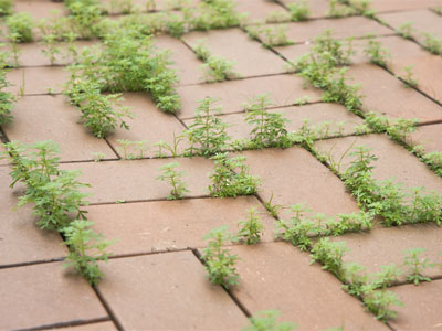 In the fall, I`m going to come back and rake tiny leaves.