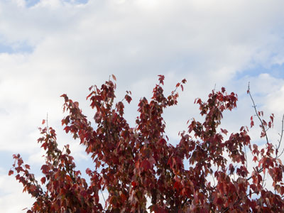 Fall is here, whether I want it or not.