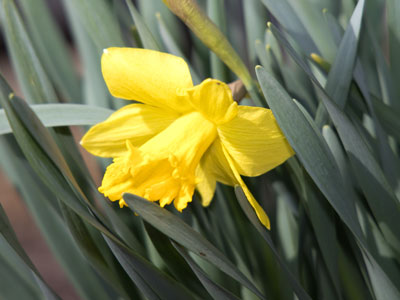 My first daffodil of the season.