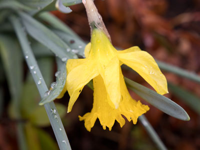 My second daffodil of the year (see March 4 above) may have bloomed too early.  Winter has made a comeback.