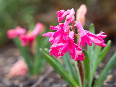 And speaking of spring flowers.