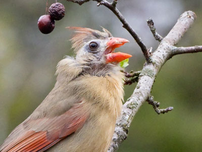 I like the song that cardinals sing to welcome spring.