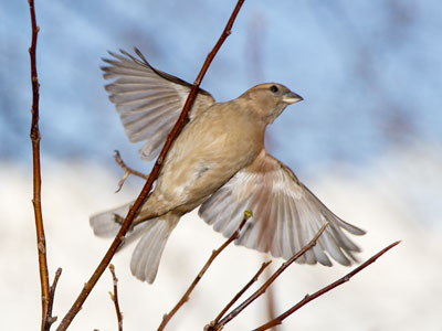 Gonna fly now. Flying high now. AYN ROBBINS AND CAROL CONNORS