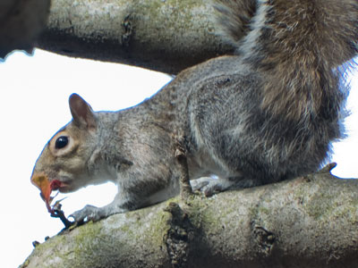 Enough foolishness in green.  Here`s a squirrel.