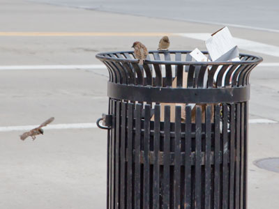 Every trash can is a bird feeder.