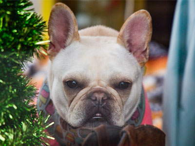 Same shop window, different dog (see September 5, 2012).