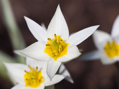 Snowdrops in the sun.  They didn`t melt.