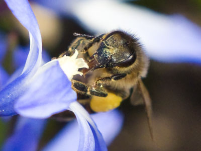 Flower faceplant.