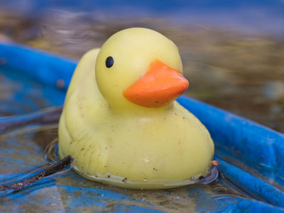 Some birds are easy to photograph.