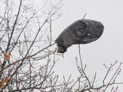 At this point, it looks like plastic will outlive humans.