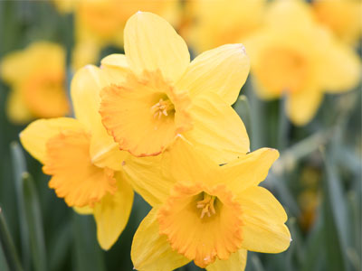They`re temporary, so I take a lot of photos of daffodils.