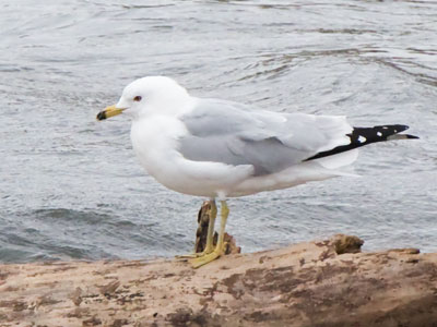 Gulls aren`t temporary. I take too many photos of them.