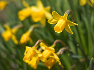 What did I say yesterday about daffodils?