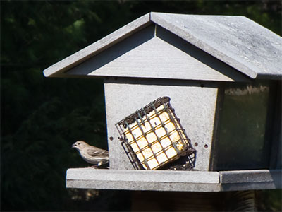 Birds tolerate my presence if there`s food nearby.