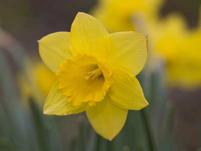 More of those yellow flowers (see March 28 above).