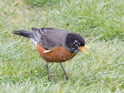 It would be great to be a bird, except for eating larvae.