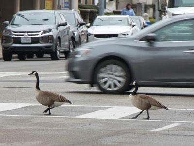 They crossed with the light and stayed in the crosswalk, which is more than I can say for a lot of human beings.