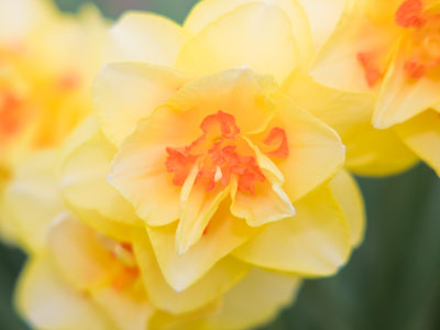 A ragged daffodil.