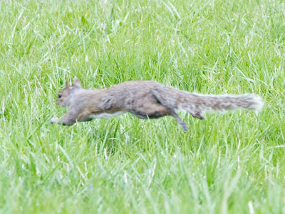 My camera wasn`t set for squirrel speed.