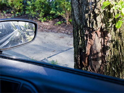 I didn`t drive into the tree, but other people have.