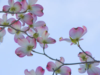 While I was taking pictures in a gym, spring has passed.