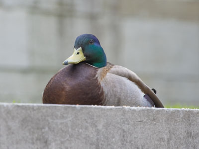 Downtown Dayton duck.