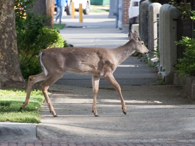 This can`t be happening.  Not on my street.