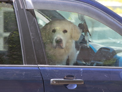 The dog days of spring.