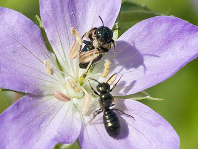 I witnessed a tiny territorial dispute on a flower.