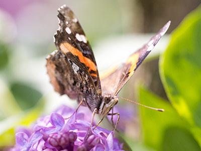 My best butterfly photo of the year so far.