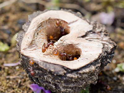 I didn`t notice the ants until after I took the photo.