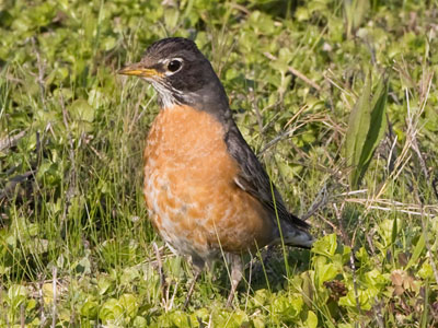 A robin on the grass.