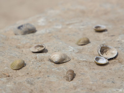 Souvenirs from Dayton Beach.