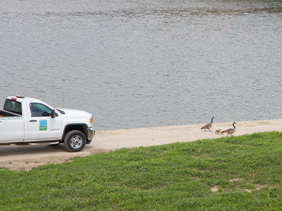 Truck vs. goslings.  Truck loses.