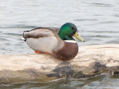 Resting because he`s been up since the quack of dawn.