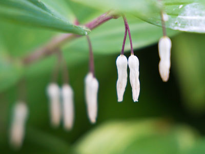 Nature is sometimes orderly -- and sometimes messy.