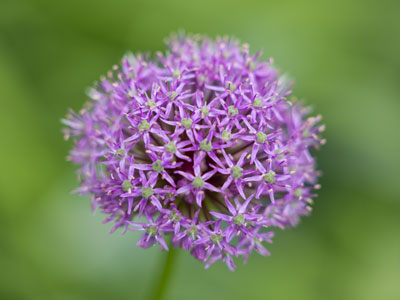 Great balls of flower.