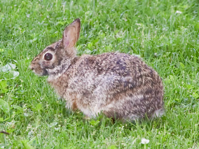 Urban wildlife.