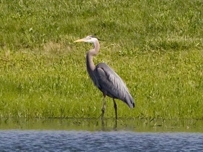 Fish should beware that sharply pointed bill.