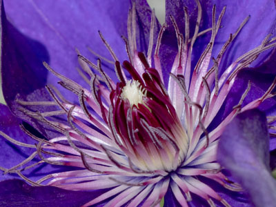The color purple.