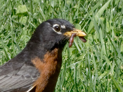 The eternal struggle between worms and robins.