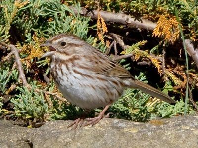 I normally see chipmunks here, but I`ll take a bird.