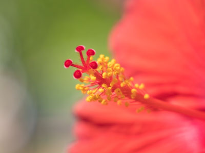 I take a lot of dull flower photos before I get a good one.