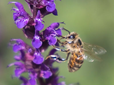 Just another Sunday night standing in the sun, getting sweaty, taking bee photos in front of someone`s house.